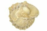 Enrolled Paciphacops Trilobite - Black Cat Mountain, Oklahoma #362999-2